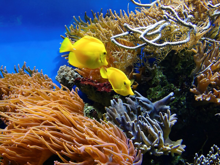Hoe een luidspreker zwaar beschadigd koraal kan redden