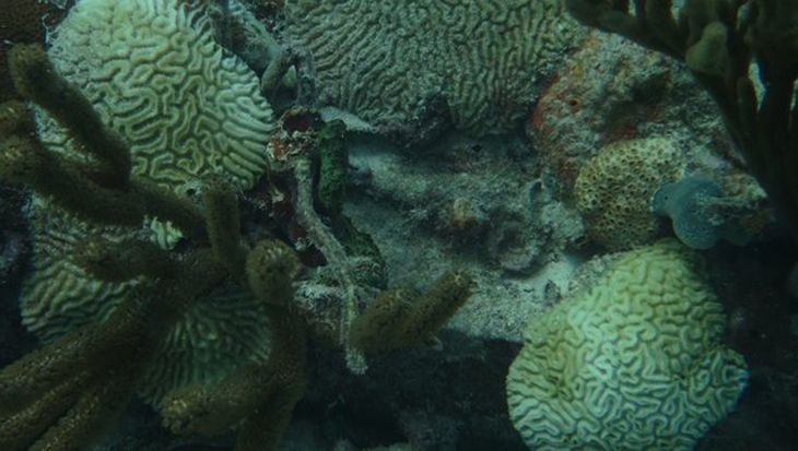 Aanpak dodelijke koraalziekte Caribisch Nederland