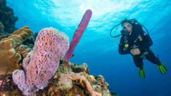 Divers Paradise Bonaire