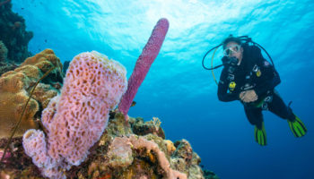 Divers Paradise Bonaire