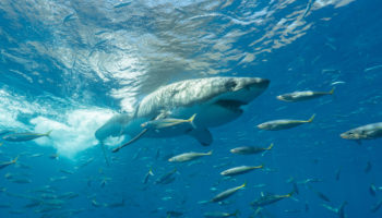 witte haaien