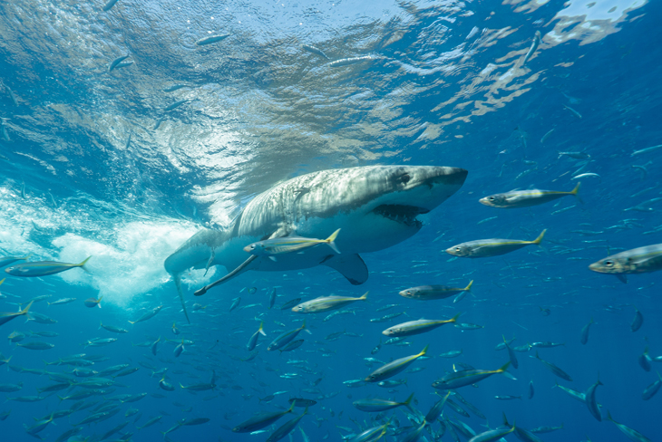 Witte haaien & zeeleeuwen, twee liveaboards in Mexico