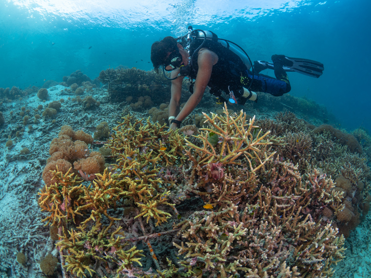 Coral Explorers Week 