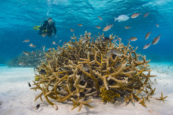 Zelf koraal planten op Bonaire