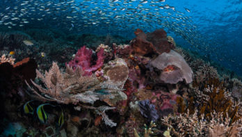 Coral Explorers Week bij Papua Explorers
