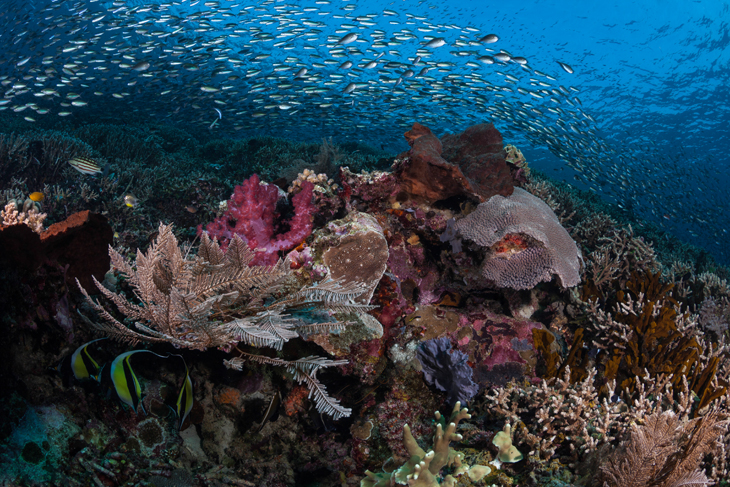 Coral Explorers Week bij Papua Explorers
