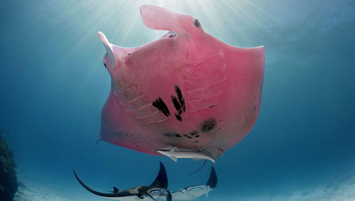 Roze manta gespot voor de kust van Australië