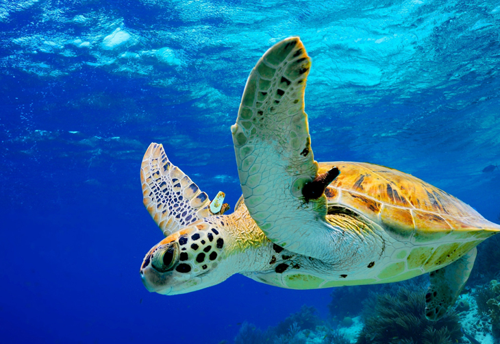 Hotspots Bonaire om zeeschildpadden te spotten