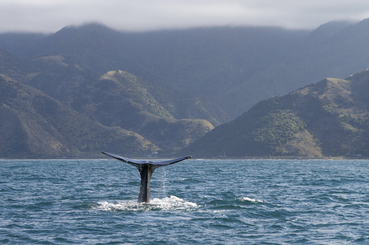 Whale watching met Picos de Aventura