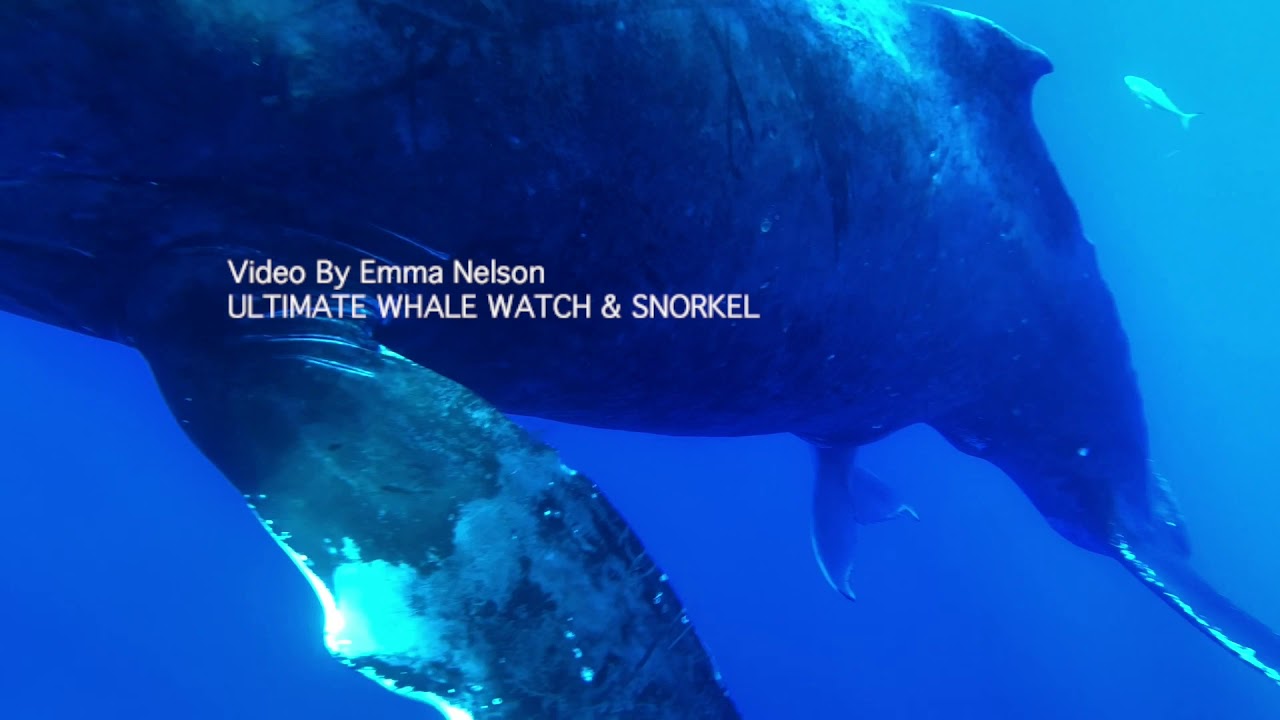 Uniek: beelden bultrugwalvis die aan het baren is