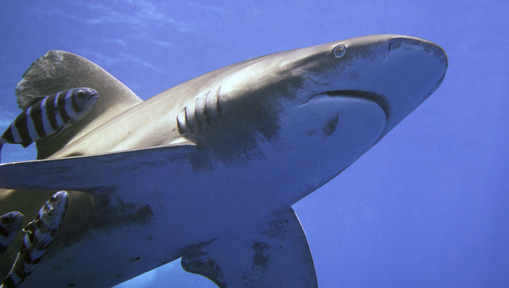 Is duiken met haaien gevaarlijk?