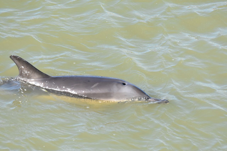 Dolfijn zwemt bij de haven in Harlingen