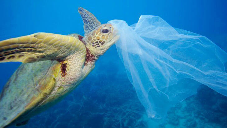 Zeeschildpadden aangetrokken door plastic omdat het naar eten ruikt