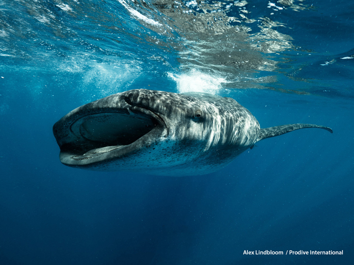 Duiken in cenotes en met walvishaaien, Pro Dive International heeft het!