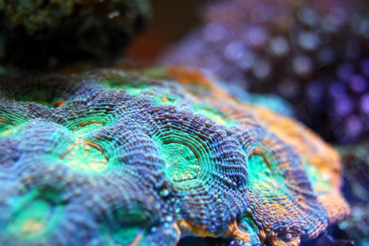 Doorbraak: koraal hittebestendig gemaakt