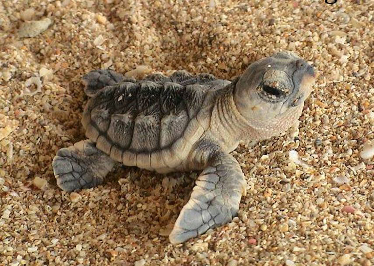 Minder toerisme, meer schildpadden op Sint-Eustatius