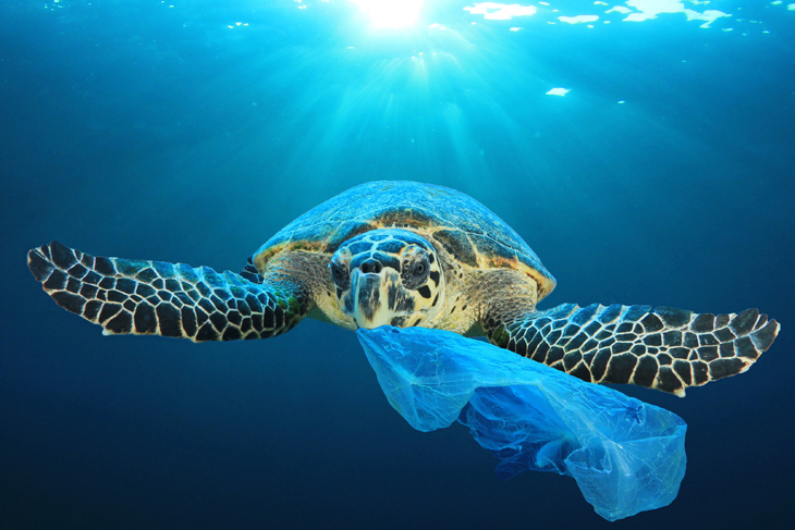 Wereldwijd overzicht van plastic in zeedieren