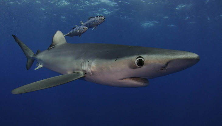Duiken met blauwe haaien in Europa!