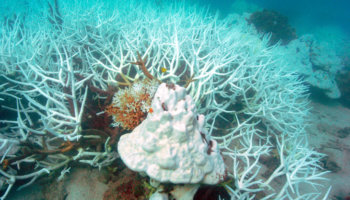 koraalsterfte