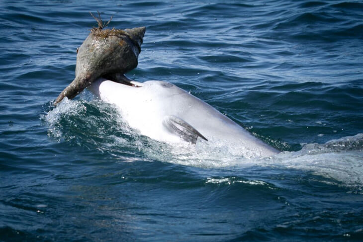 Dolfijnen leren elkaar jachttechnieken, gebruiken schelpen om vis te vangen