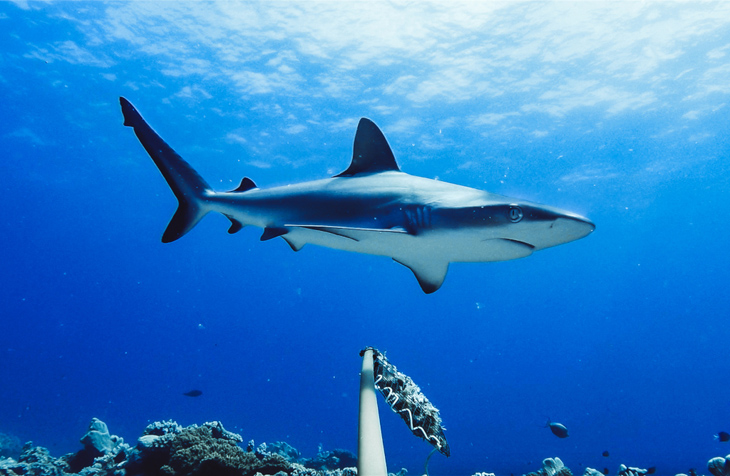 Haaien blijken in veel riffen ‘functioneel uitgestorven’ te zijn