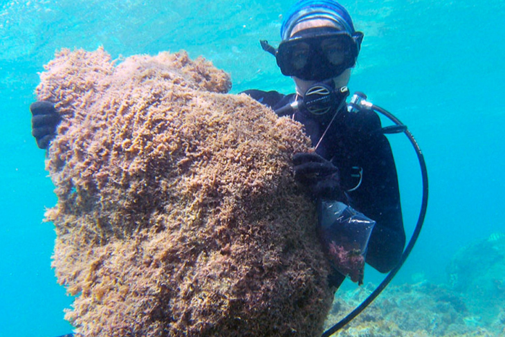 Nieuw algensoort rekent genadeloos af met koraal