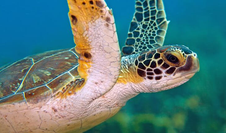 Aantallen groene zeeschildpadden en karetschildpadden Bonaire stabiel