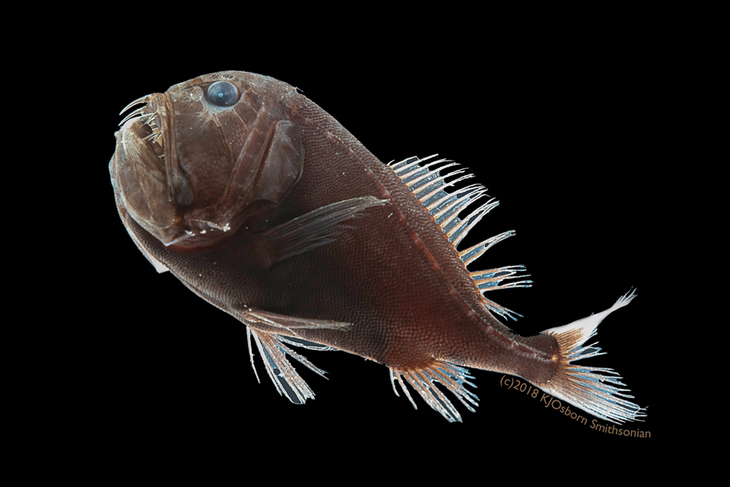 Ultrazwarte vissen blijven onzichtbaar in de diepzee