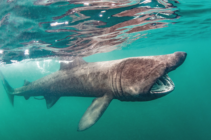 Basking shark: Schotse reuzen