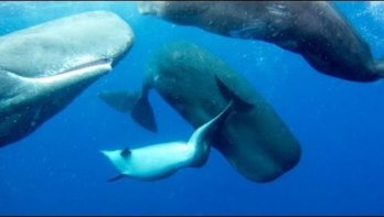 Potvissen adopteren misvormde dolfijn