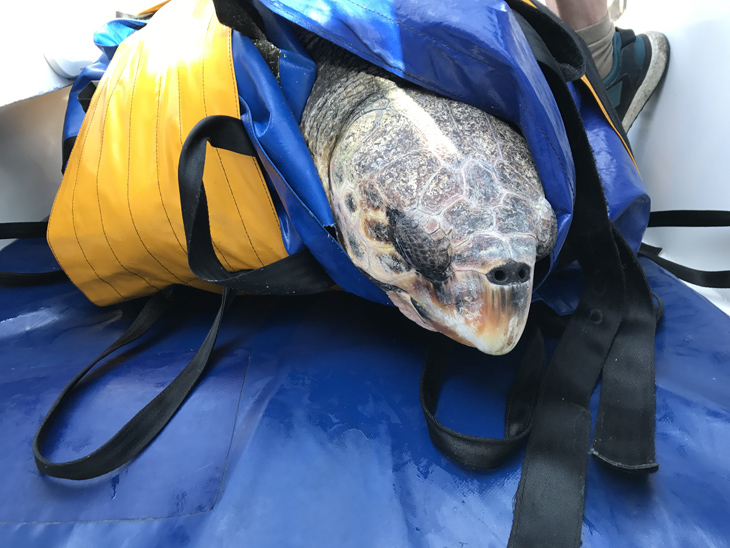 De waanzinnige reis van een zeeschildpad