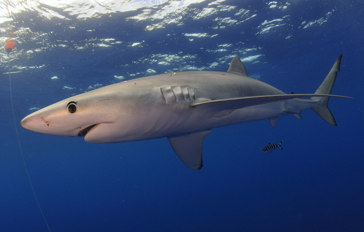 500.000 haaien worden mogelijk geslacht voor het coronavaccin