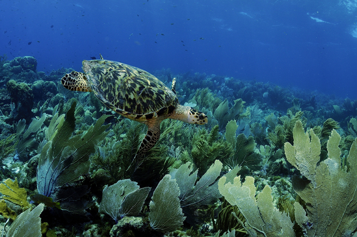 Na tien jaar Caribisch Nederland is actie voor koraal nog steeds nodig