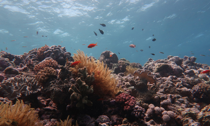 Great Barrier Reef is in 30 jaar tijd de helft van het koraal kwijtgeraakt