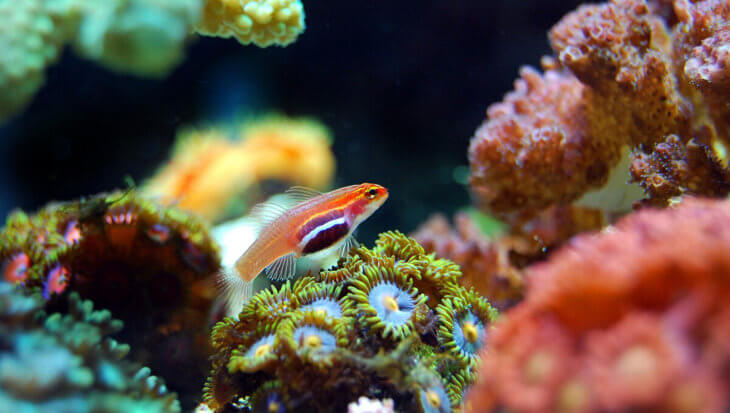 500 meter hoog koraalrif ontdekt in het Great Barrier Reef