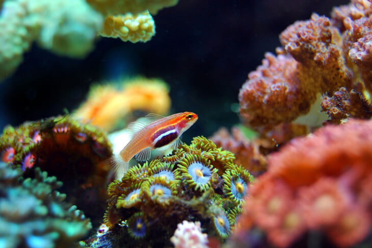 500 meter hoog koraalrif ontdekt in het Great Barrier Reef