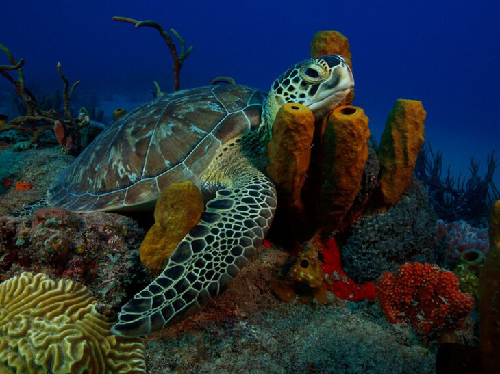 Voor zeeschildpadden op Bonaire was 2020 wel een goed jaar