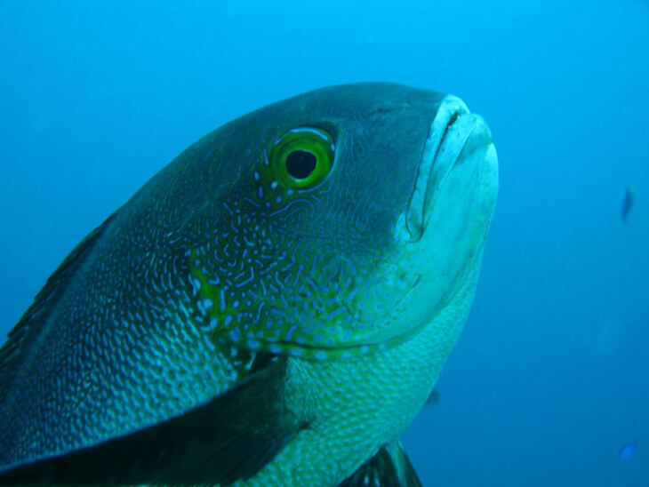 Snapper van maar liefst 81 jaar is oudste vis ooit aangetroffen in koraalrif