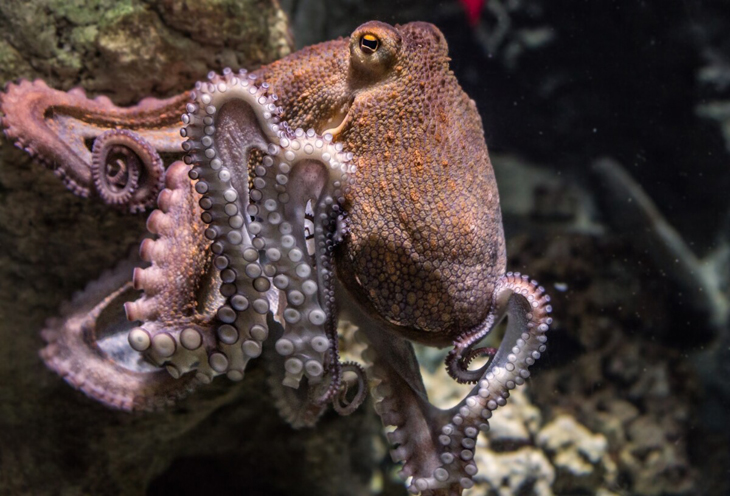 Octopus deelt rake klappen uit aan vissen