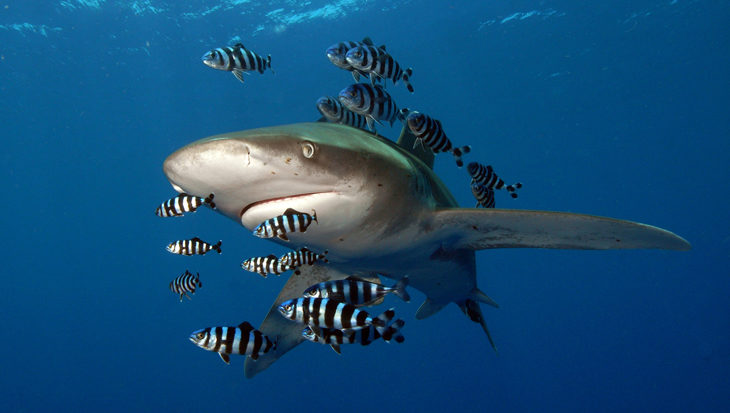 Aantal haaien en roggen in oceanen met meer dan 70 procent gedaald