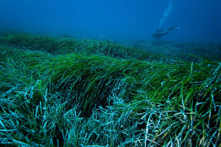 Zeegras verzamelt bijna 900 miljoen stukjes plastic per jaar