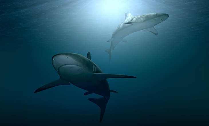 Ook haaien gebruiken het aardmagnetisch veld om hun weg op zee te vinden