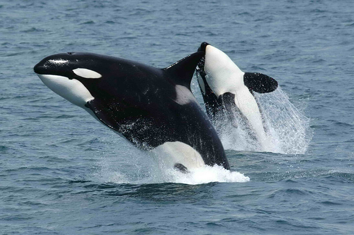 Ook orka’s trekken het liefst op met leeftijdgenootjes van hetzelfde geslacht