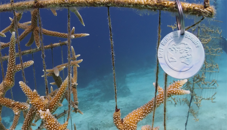 Sleutelhanger van gerecycled plastic helpt koraalriffen herstellen