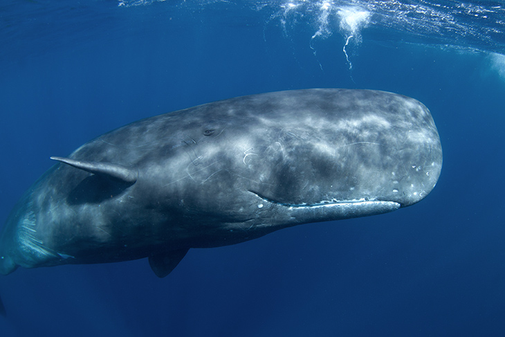 Walvispoep tegen klimaatverandering