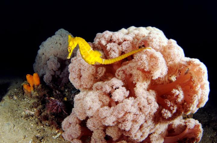 bloemkool-achtig koraal