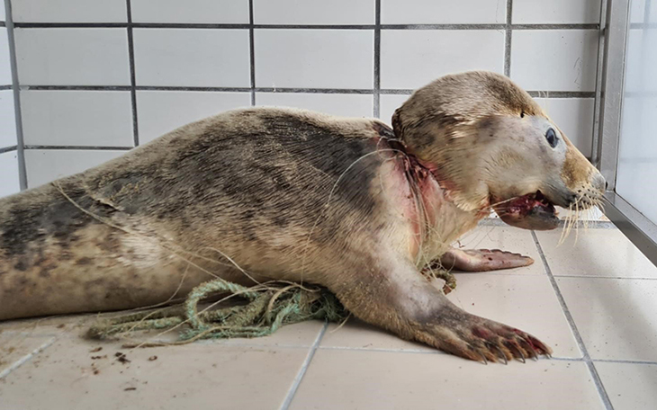 Zwaargewonde jonge zeehond opgevangen, dier verstrikt in een net