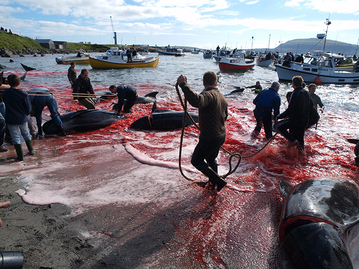 Schokkend: 1400 dolfijnen gedood op Faeröer-eilanden