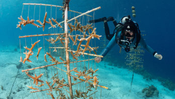 Reef Renewal Foundation Bonaire