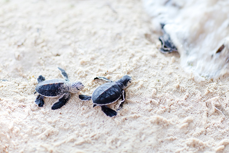 Sea Turtle Conservation Bonaire beschermt bedreigde zeeschildpadden